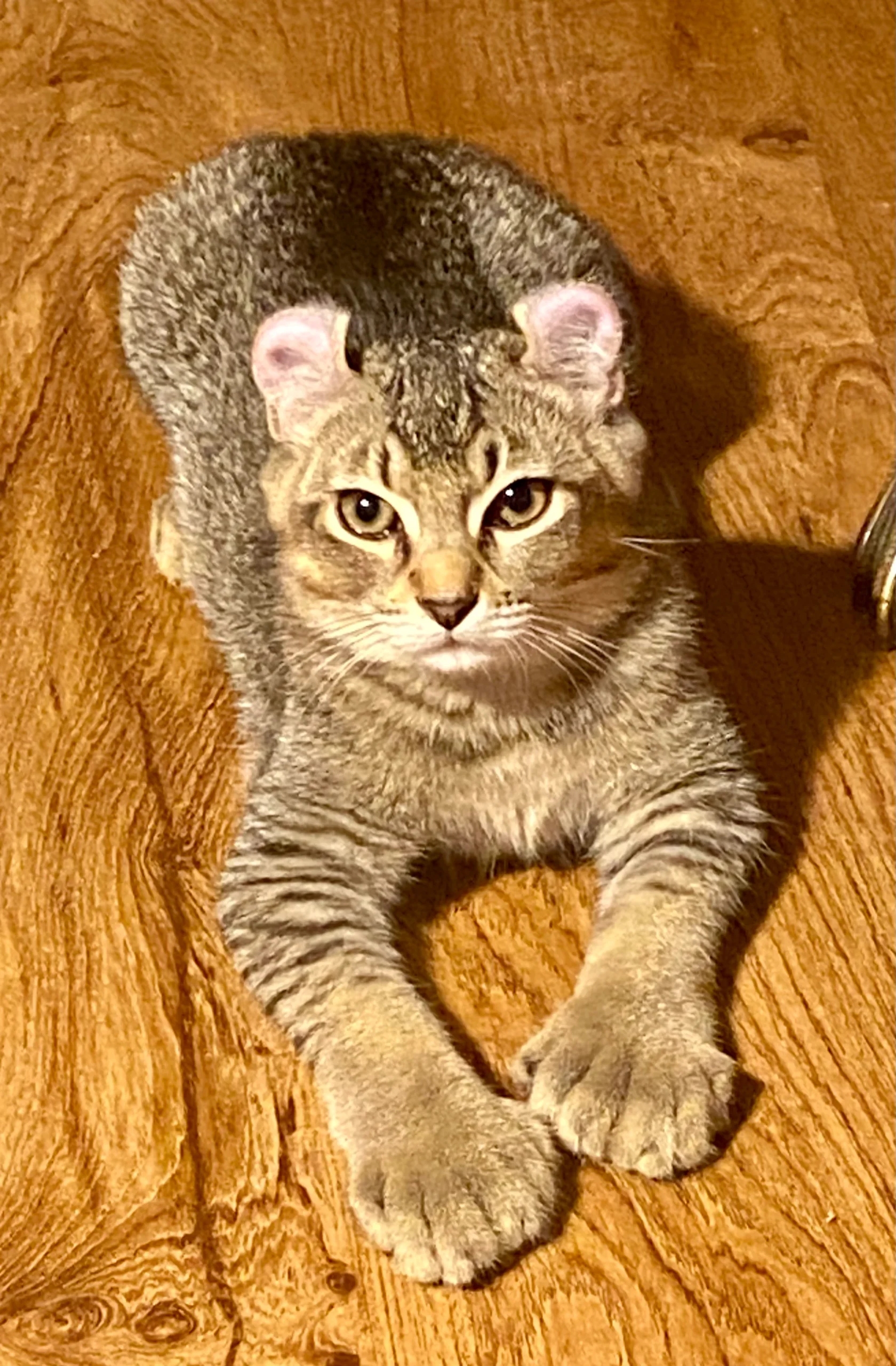 Florida Island Lynx